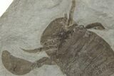 Three Eurypterus (Sea Scorpion) Fossils - New York #236955-6